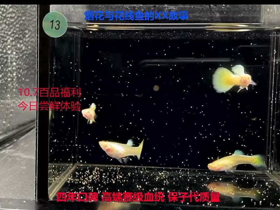 孔雀鱼加强黄金幼鱼2对