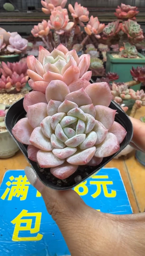 东云多肉园二店-301