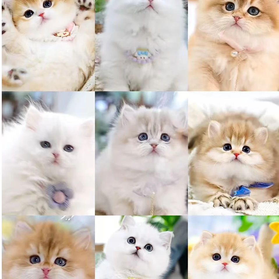 【橘子猫屋】全品种精品健康宠物猫包含布偶金渐层金吉拉等