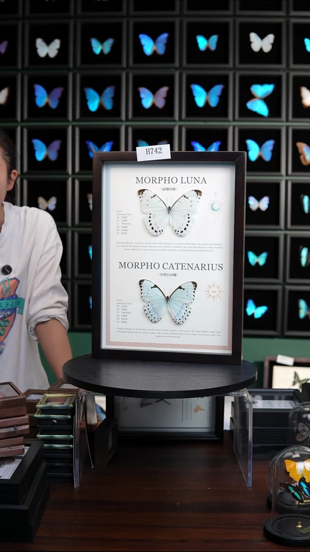 蝴蝶标本摆件竞拍H742