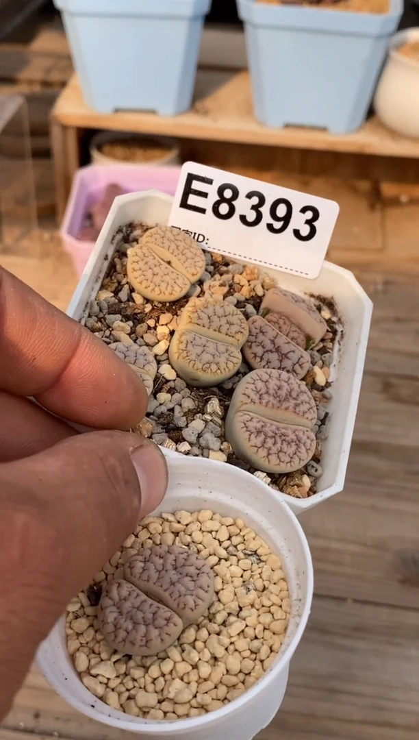 ?***霸8393直播一物一拍
