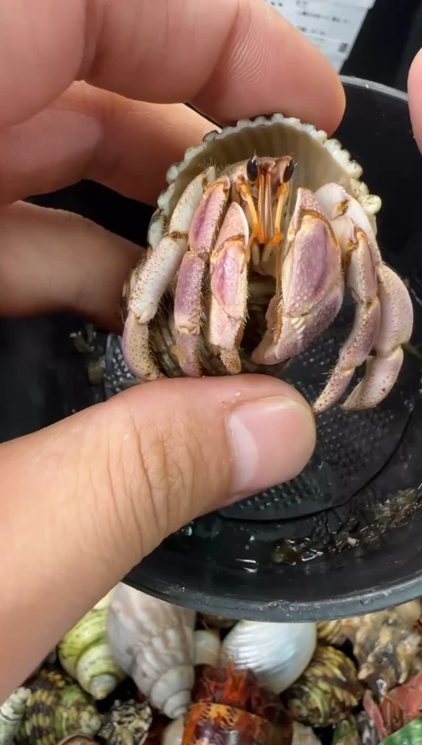2.3口彩灰一只，不包全品