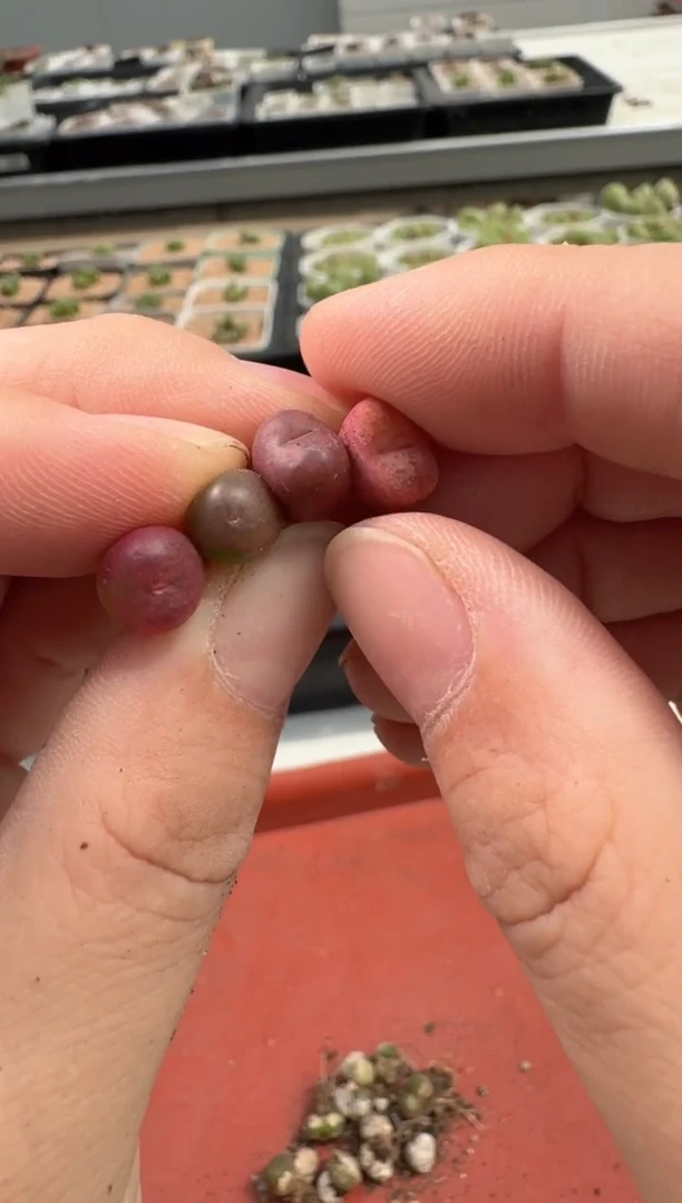13-152多肉植物肉锥