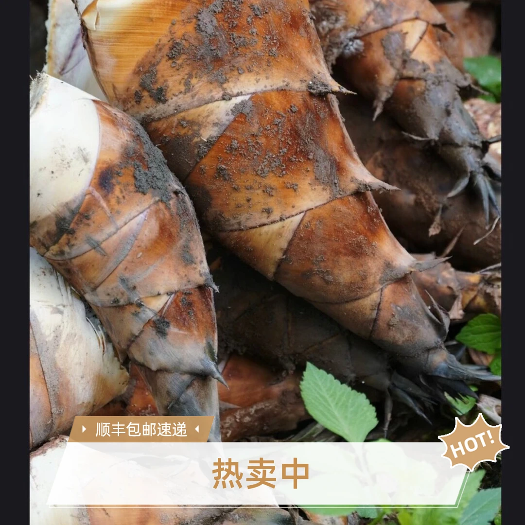 竹笋云南新鲜甜笋思茅普洱可生吃水果甜龙笋当季现挖竹笋顺丰包邮