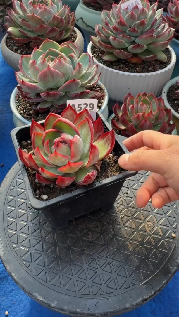 【闪购商品】A529惊鸿仙子（裸根发货）