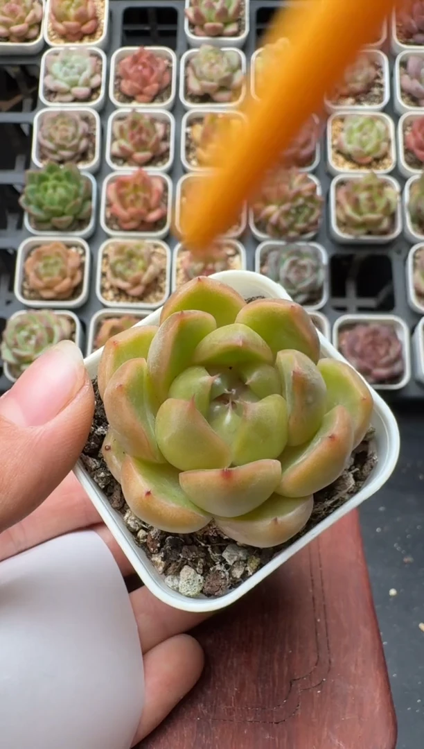 148S带盆土发 当场拍3颗以上包柚 多肉植物 一物一拍