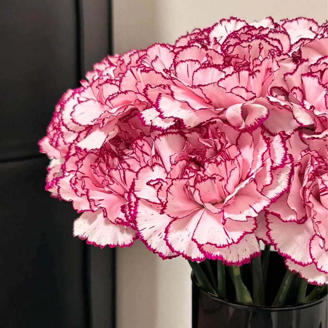 【女神节限定】康乃馨 云南基地直发