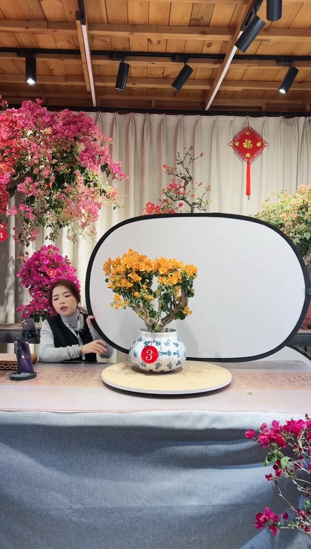 【闪购商品】盆景加州黄金