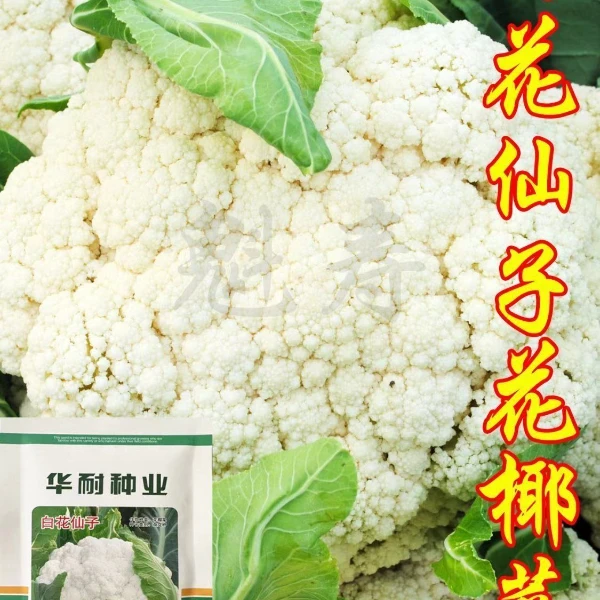 白色菜花苗子白花仙子花椰菜种子籽松花紧花菜苗蔬菜甘蓝秧子孑苗