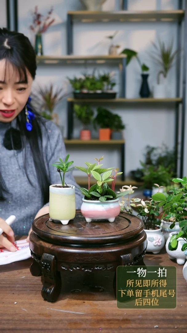 【闪购商品】168---6338黄罗汉松粉轮叶豆瓣绿