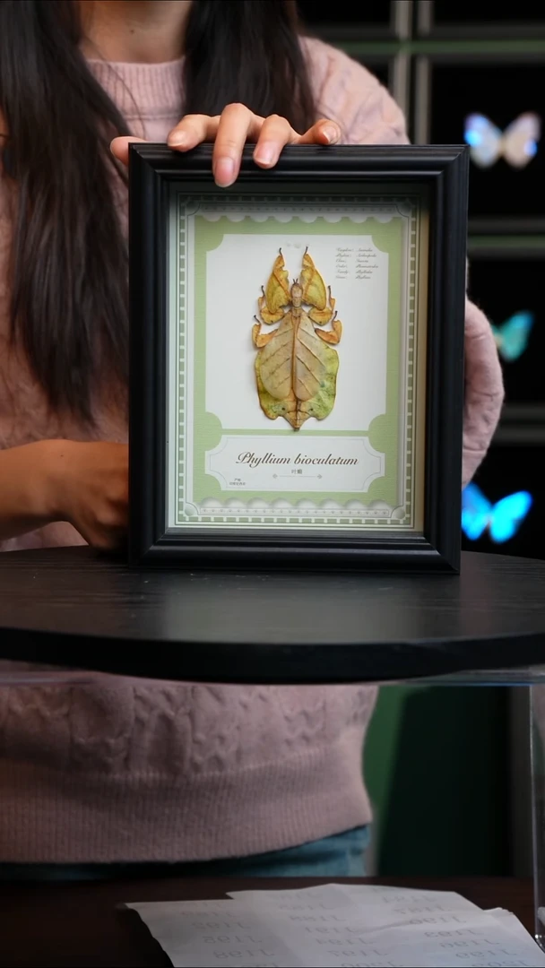 叶樇标本黄色型8寸黑框