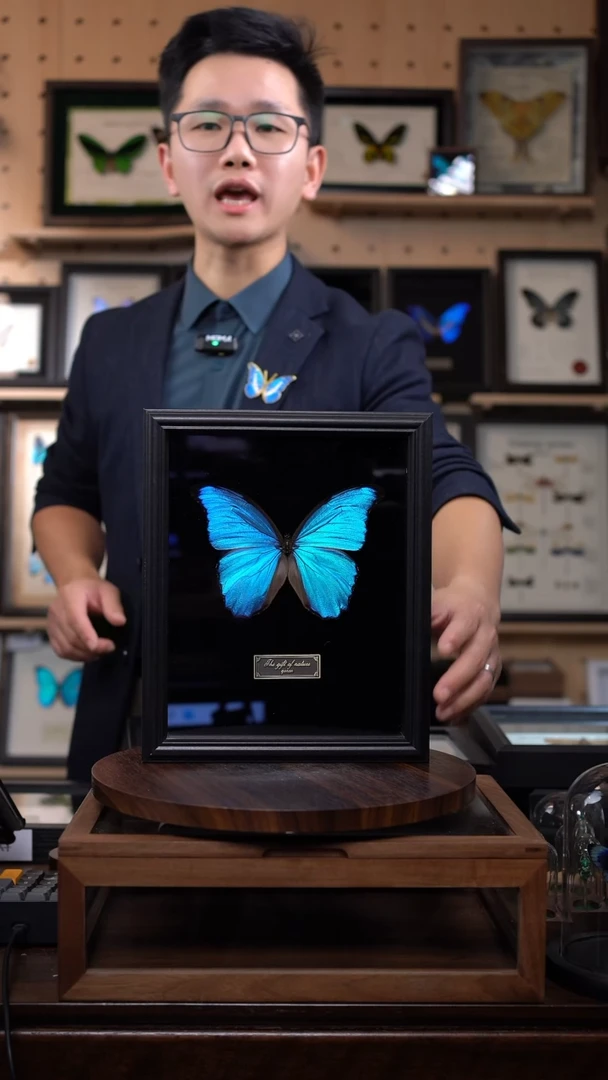 大蓝闪蝶黑绒底版10寸欧式框（带证书）