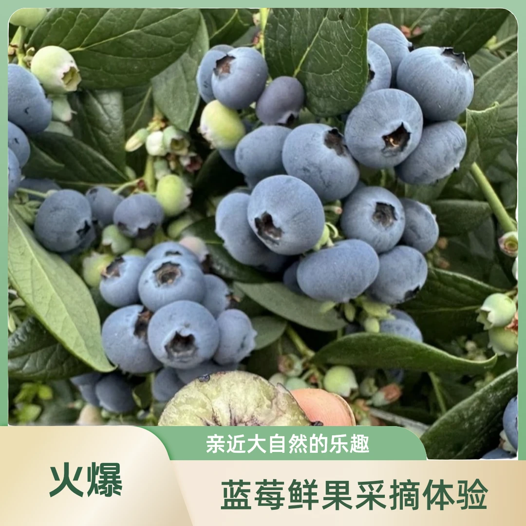 【顺丰鲜果】秘鲁进口蓝莓大果孕妇当季蓝莓鲜果新鲜水果