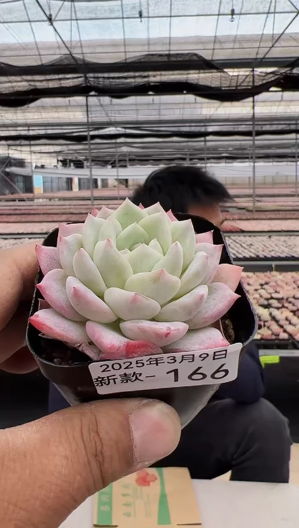 【闪购商品】新款多肉-166