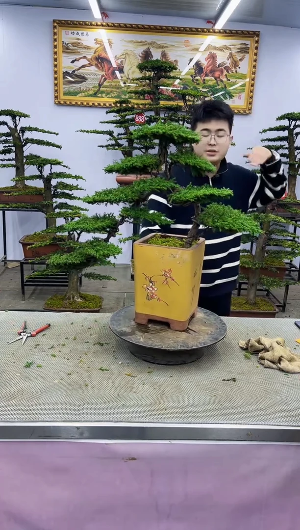 【闪购商品】八斗松/松类活物造型盆景，以直播间截图为啊啊啊
