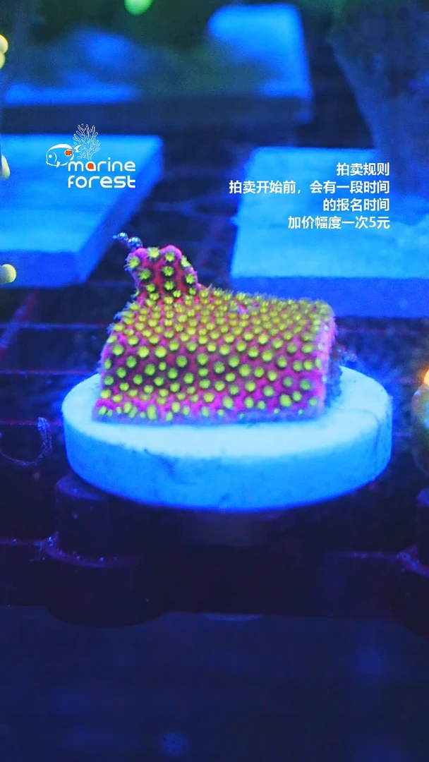 恶魔糖珊瑚专拍.