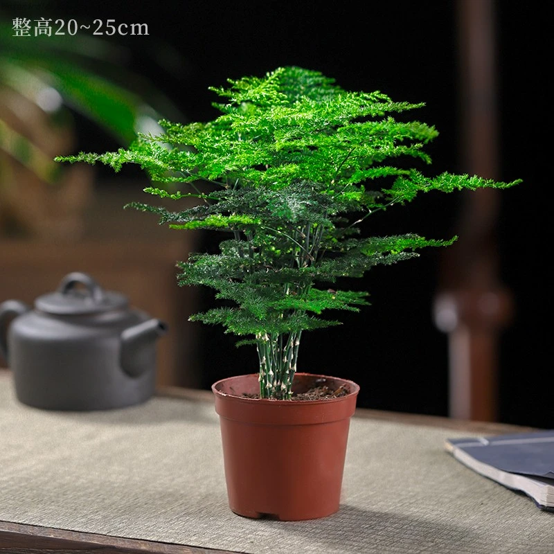 【桌面小精品】铁杆文竹原盆有层次耐修剪