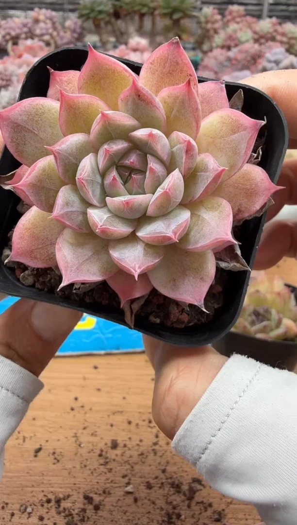 东云多肉园二店-359