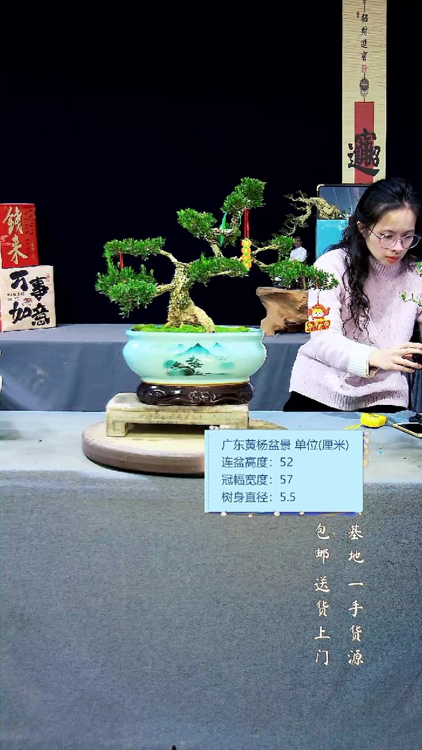 【闪购商品】黄杨盆景黄杨盆景