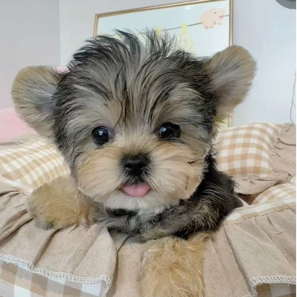 喜添宠宠物可爱伴侣犬女朋友礼物聪明温顺乖小狗甜美卡哇伊