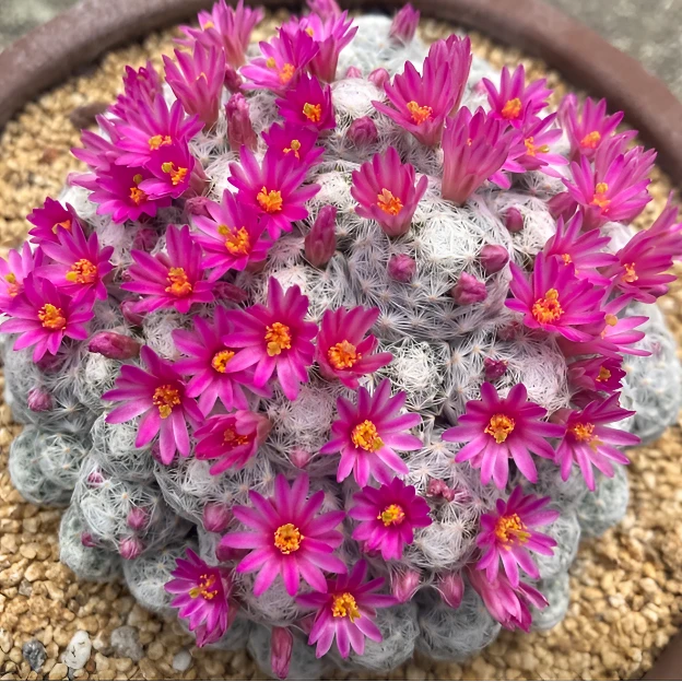 二妹园艺（姬春星 自根）好花色仙人球满18包邮随机发