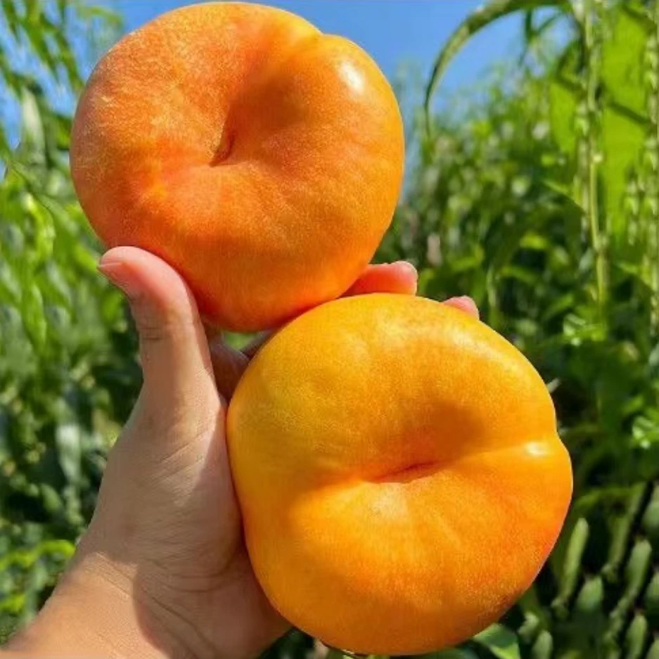 【顺丰包邮】蟠油7彩虹黄金油蟠桃新鲜水果香甜多汁当季整箱包邮2斤3斤当季新鲜水果桃子桃子同城送北京市