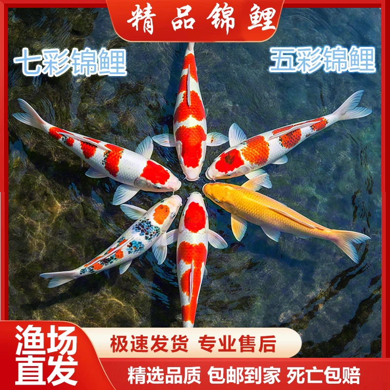 【大号】 高端血统锦鲤 更好养活 保底7大条 11-13公分  不挑选