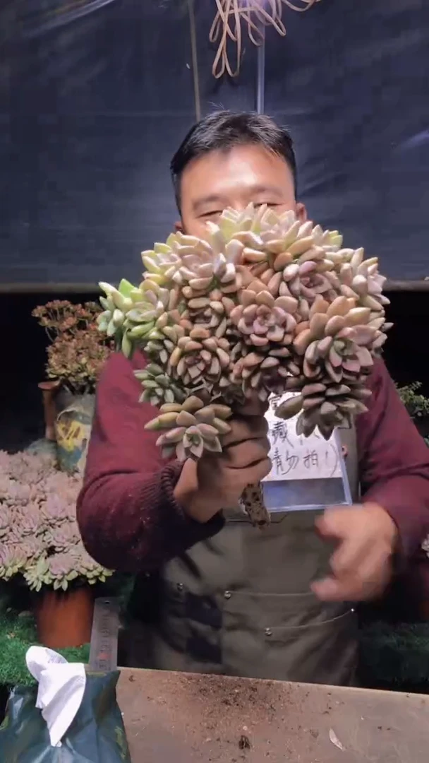 211淡雪缀化一物一拍
