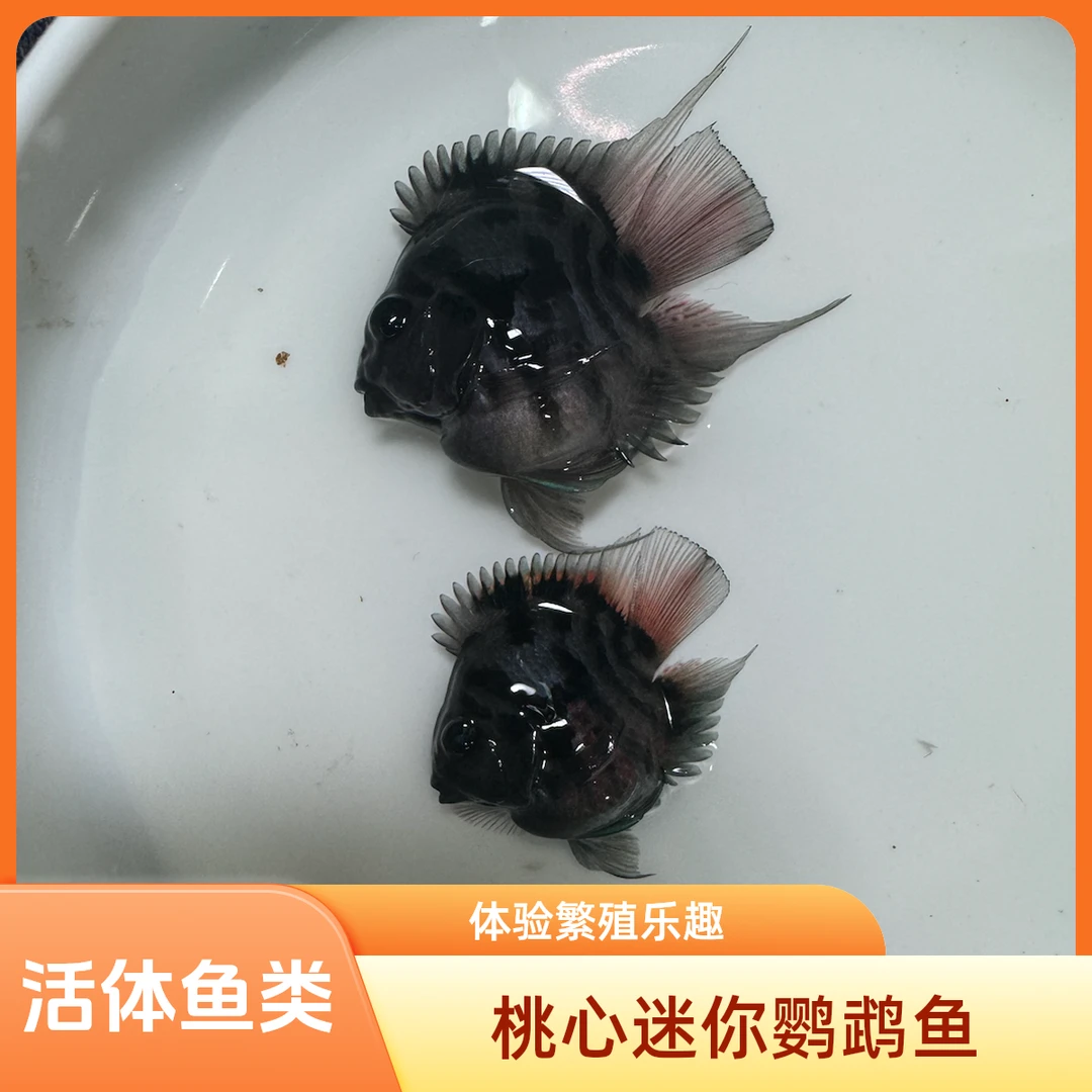 桃心迷你鹦鹉鱼(直播链接，两小时内完整开箱视频包损)