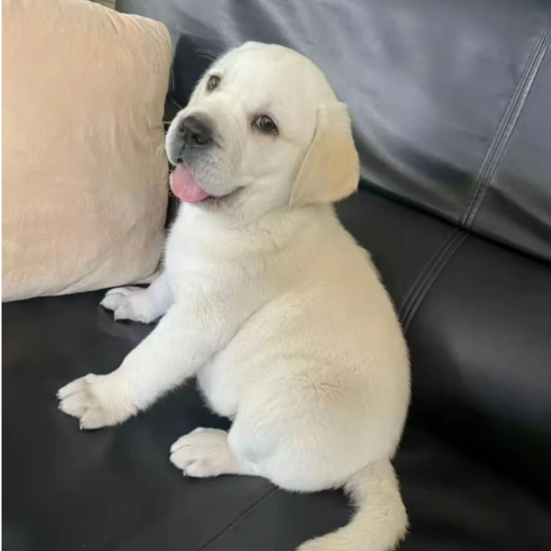 神犬小七拉布拉多