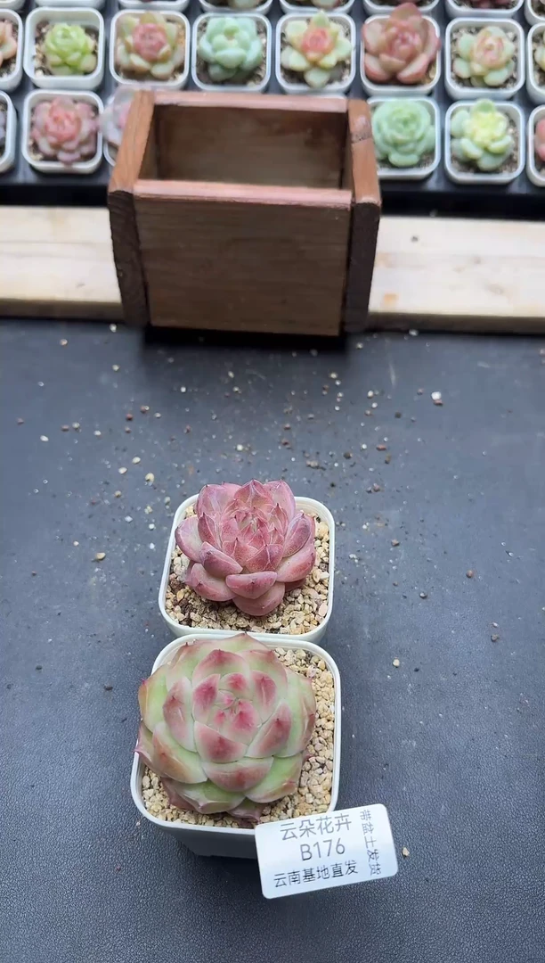 珍妮杂交多肉B176