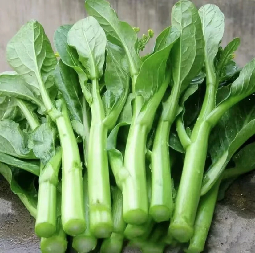 【四九甜菜心】正品四九菜心种子阳台小院青菜春秋冬季农家蔬菜种籽
