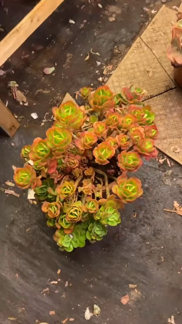 【闪购商品】2038红梅