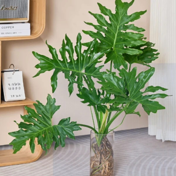 水培老桩龙鳞春羽蔓绿绒水培绿植室内花卉好养易活绿植盆栽室内