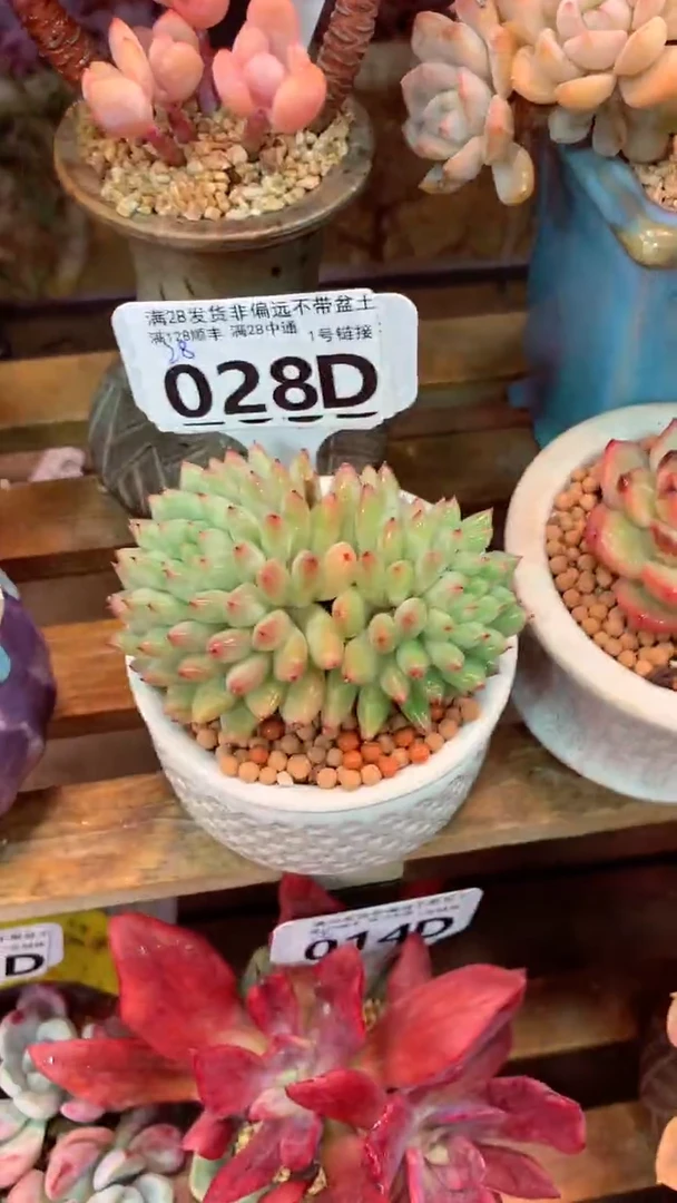 028D（一物一拍实付满28发货，默认不带盆土）
