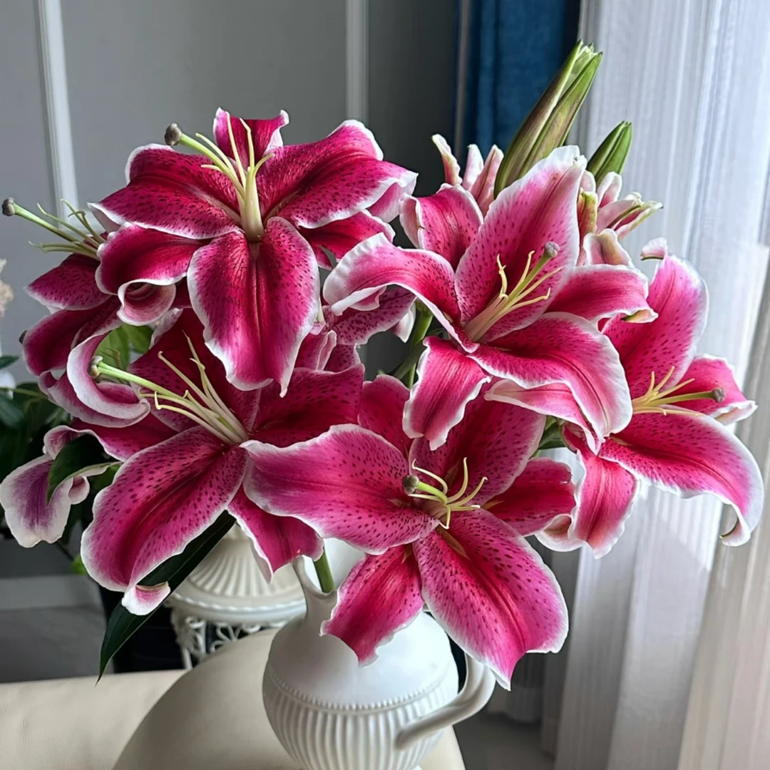 黑美人香水百合家庭办公鲜切花送礼花束云南顺丰包邮新鲜发货