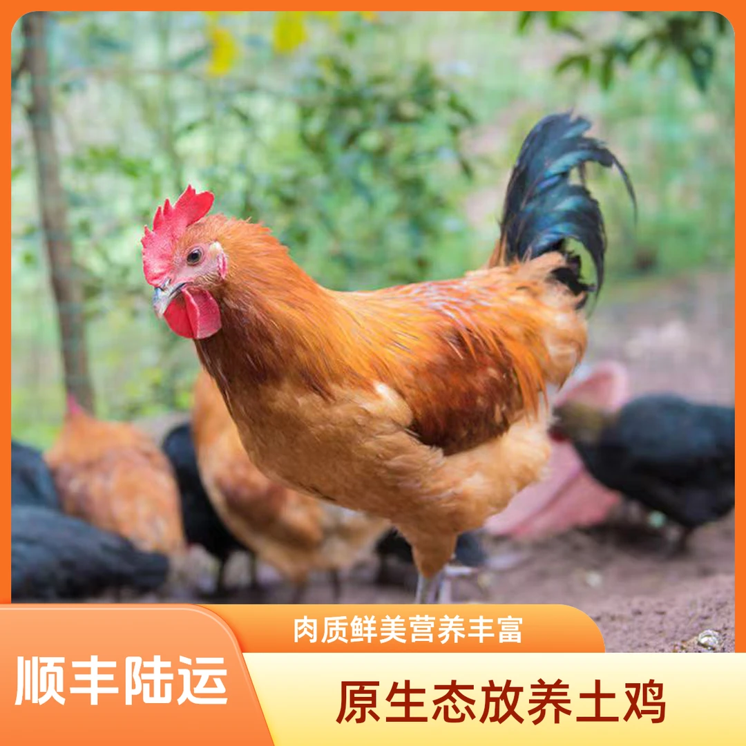 【秋田里】农家散养土鸡现称新鲜现宰鸡肉鲜冻发货/直播现称重量