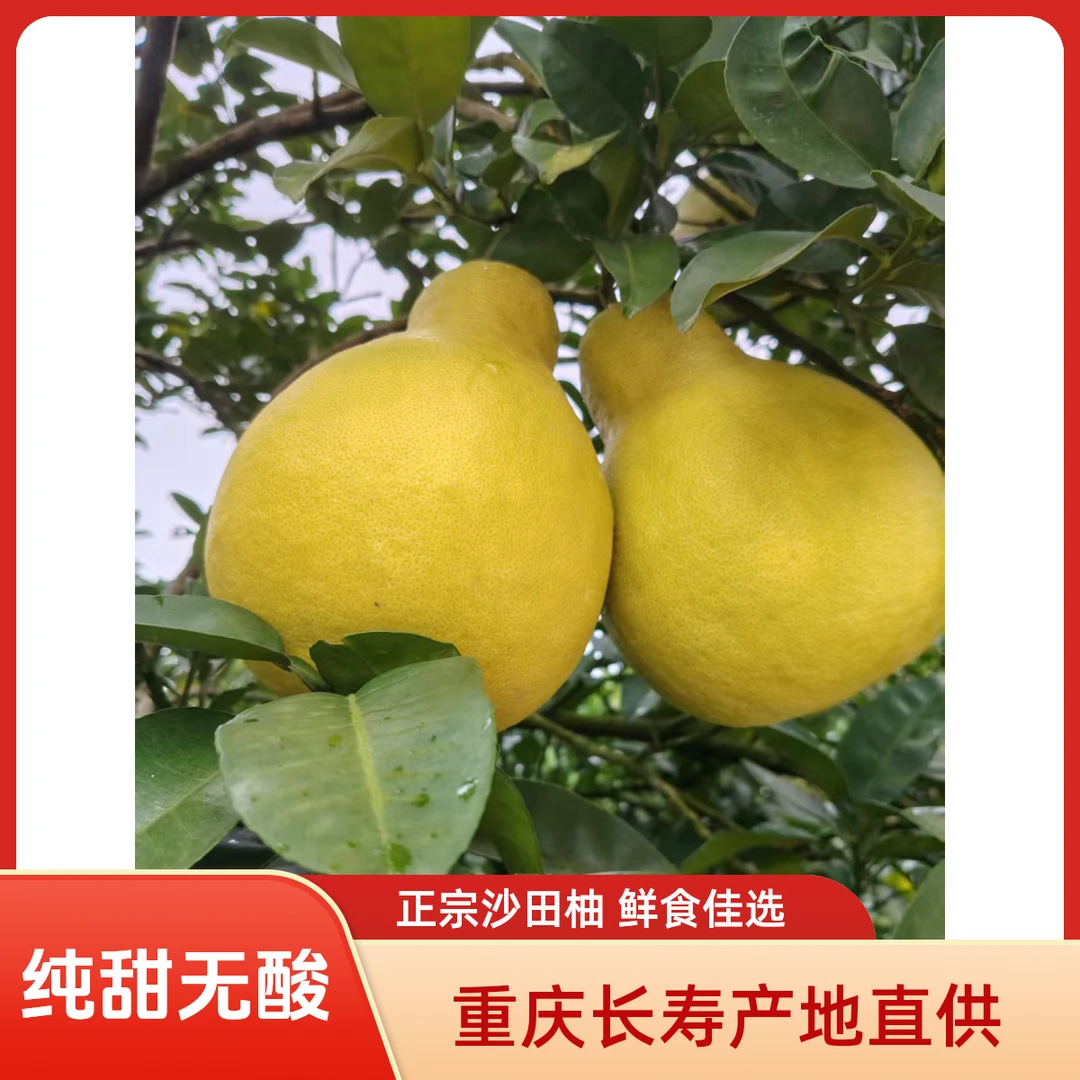 正宗长寿（邻封）沙田柚纯甜无酸细嫩多汁