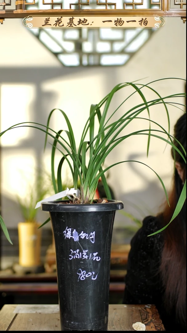 完全开放九华蕙兰绿牡丹