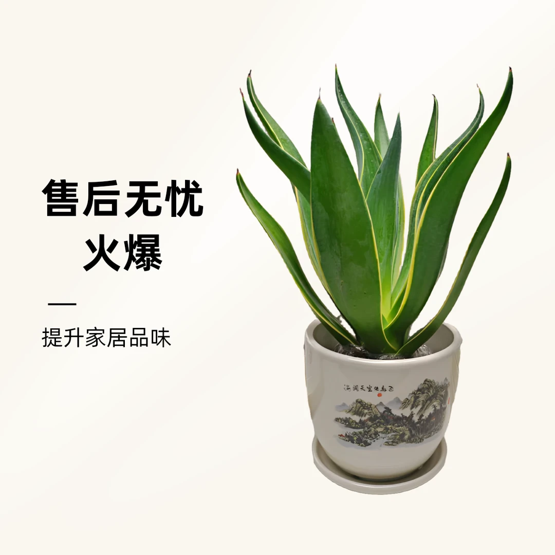 金边龙舌兰除甲醛植物盆栽室内外景观绿植盆栽绿植吸甲醛耐旱喜阳