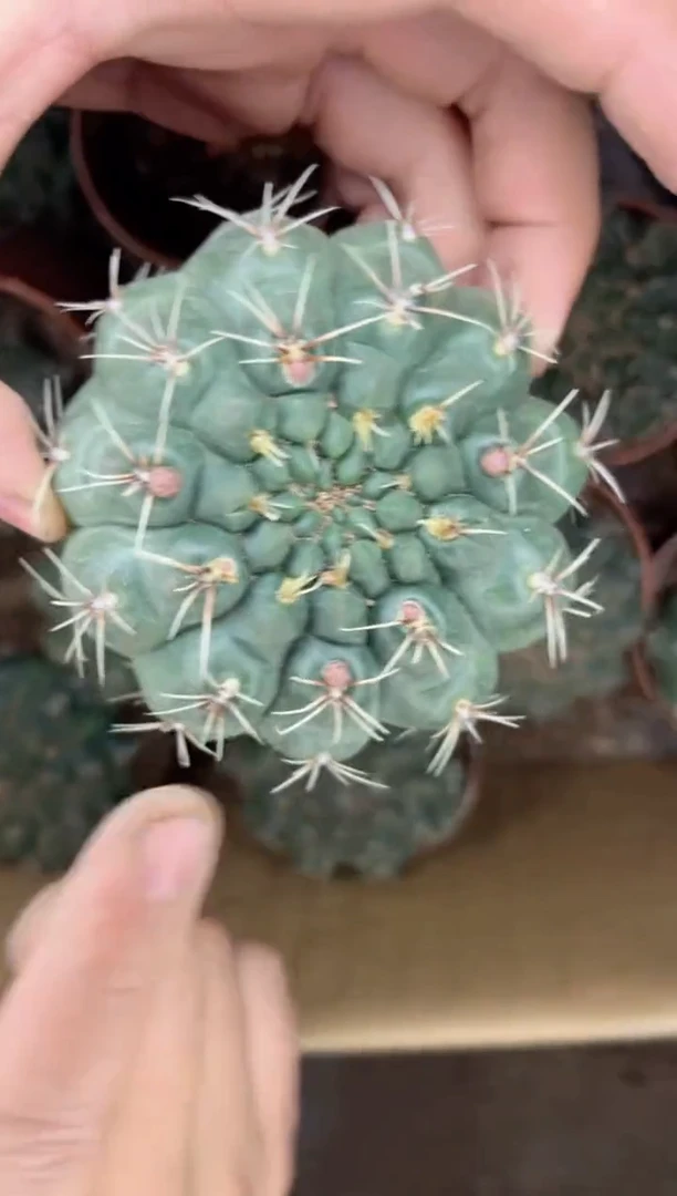 【闪购商品】3颗 5-7cm 菲花玉