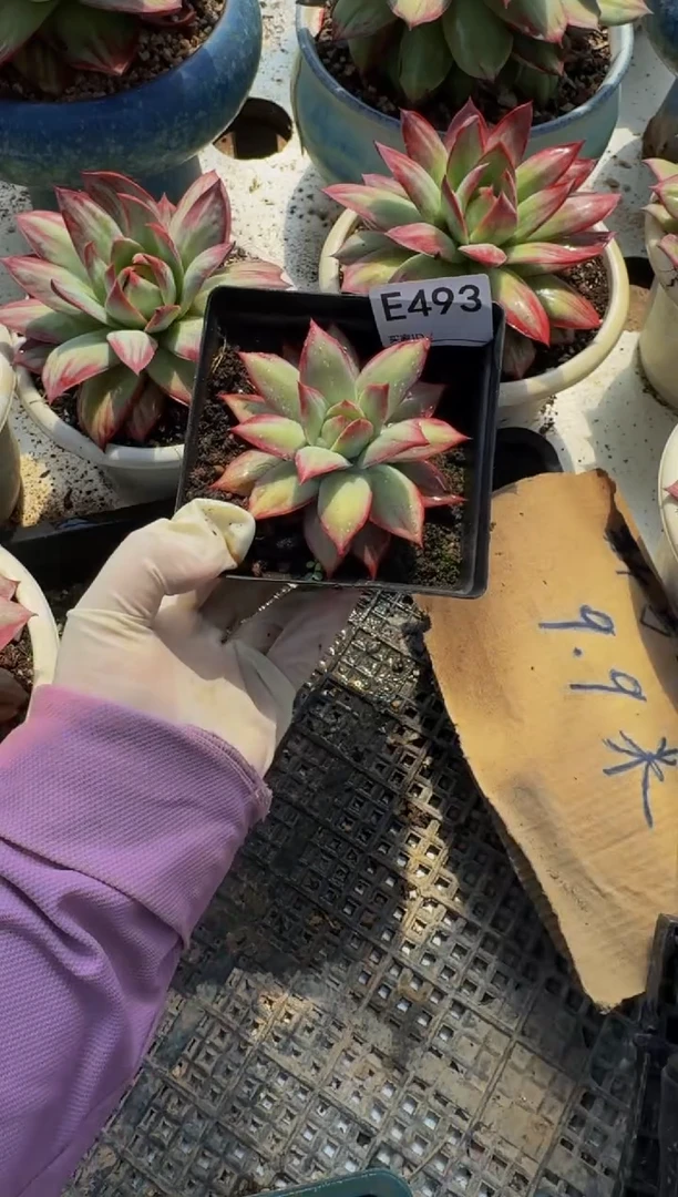 E493惊鸿仙子（裸根发货）