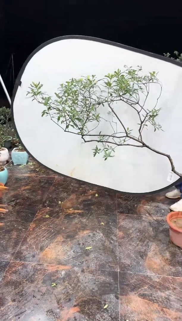 【闪购商品】盆景海岛春花