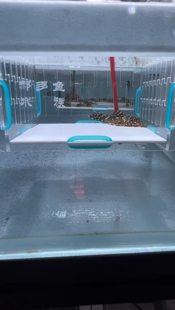 清道夫6+不包入缸损9