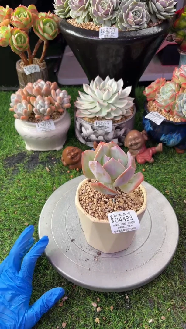 昆明印象多肉04493