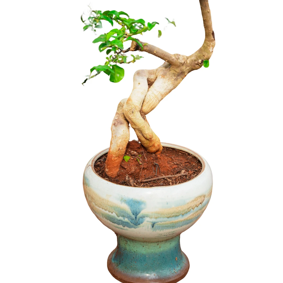 小盆景，茶桌小摆件