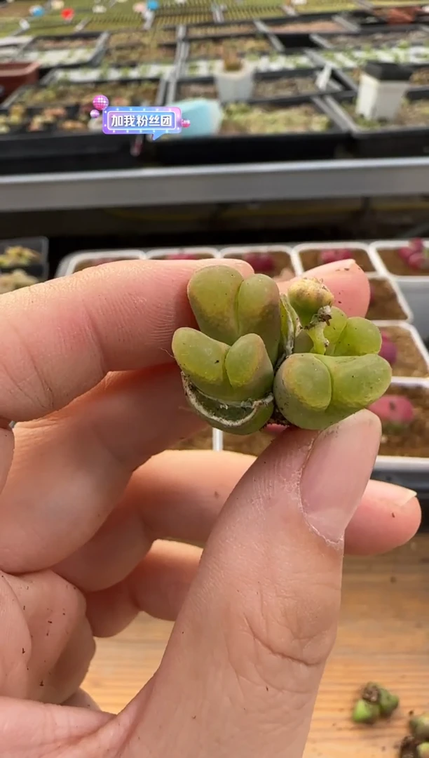 【闪购商品】20-323