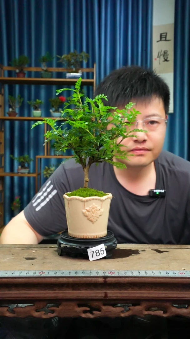 无花朵苔藓微景观785号