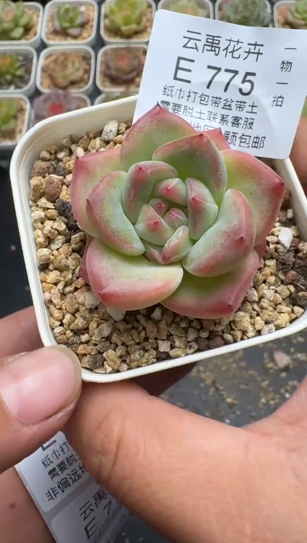 775E云禹多肉植物 带盆土纸巾打包 3颗包邮
