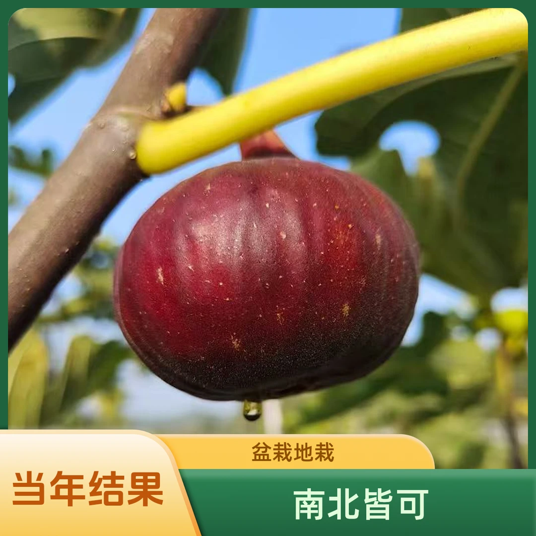 四川成都正宗对版无花果基地直发